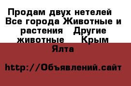 Продам двух нетелей - Все города Животные и растения » Другие животные   . Крым,Ялта